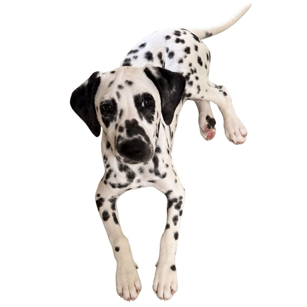 puppy